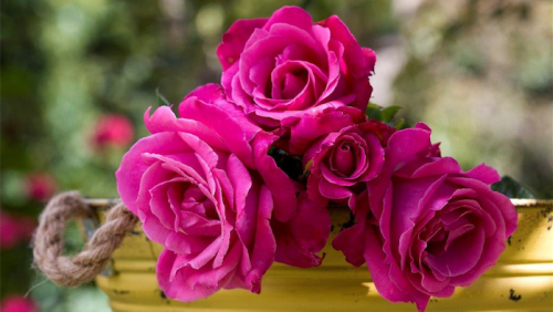 Gardening / Amazing selection of new-season roses