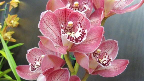 Gardening / Awesome orchids always please