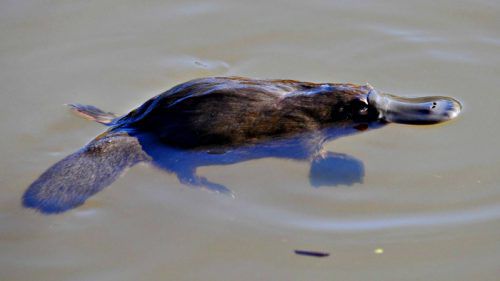 If not a quoll why not dob in a platypus?