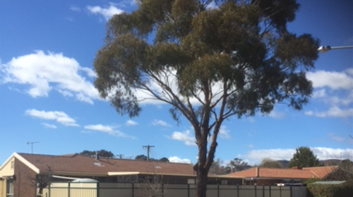 Canberra Confidential / No help with the street tree from hell