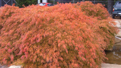 Gardening / There’s lots of love for maples