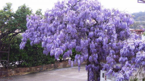 Gardening / Why wisteria makes a statement