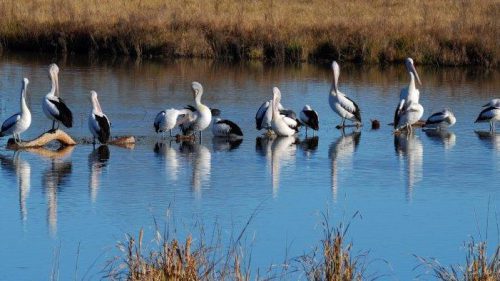 World Wetlands Day: something special for Canberra?
