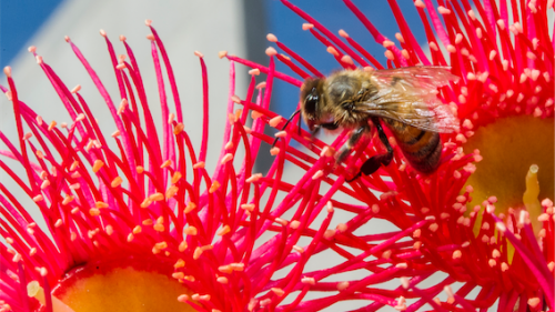 Bees cause a buzz around Parliament House