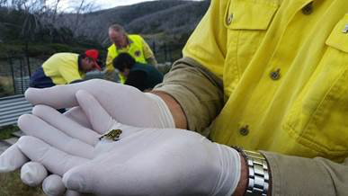 Frog ‘resorts’ aim to save endangered species