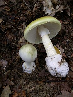 ‘Fatal’ mushrooms found in Canberra
