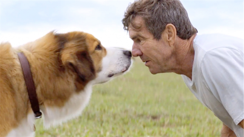 Review / ‘A Dog’s Purpose’ (PG) **