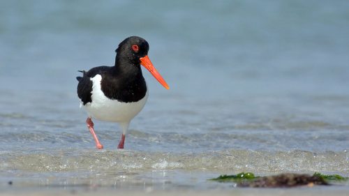 Coastal nesting birds threatened by rising sea levels