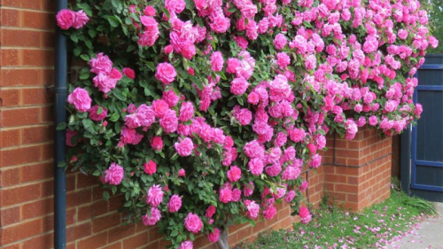 Gardening / Rose pruning: the new way