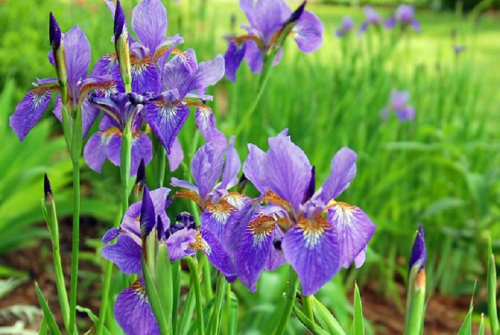 Arts / Van Gogh’s irises inspire winning poem
