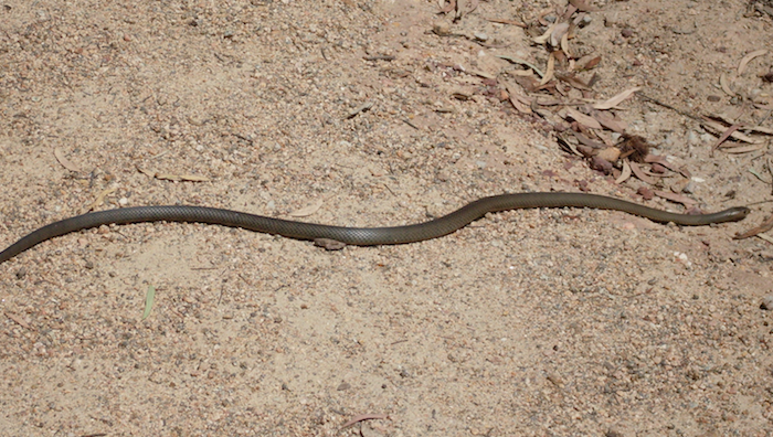 Warning of snake bites on rise, attacks occurring at Mt Stromlo - Vimarsana News