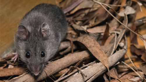 Old-school wooing works on endangered smoky mice