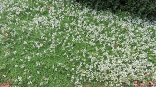 english trample me white thyme ground cover
