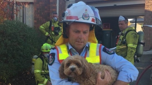Dog rescued from burning home