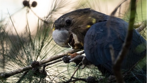 Help’s needed to spot the threatened black cockatoo