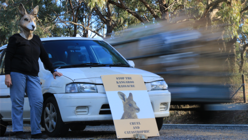 Welsh / Loneliness of the long-distance roo cull protester