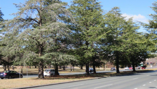 Opinion / Clearing heritage trees for trams is ‘appalling’