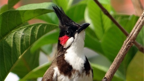 Feral bird threatens local species