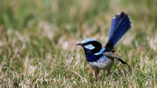 Research shows birds can eavesdrop too