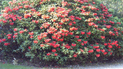 Gardening / In praise of rhododendrons