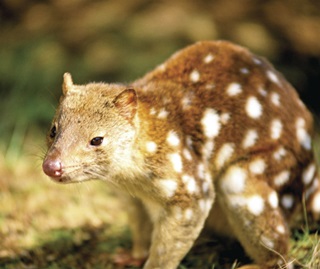 Help save the Spotted-tailed Quoll