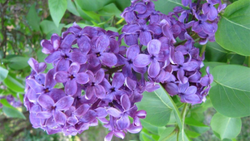 Gardening / There’s no stopping lilacs