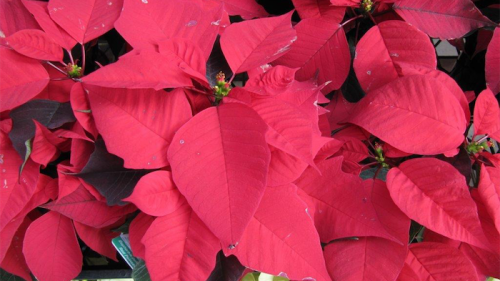 Gardening / A well-red column for Christmas