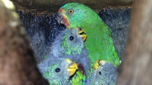 Endangered male parrots fight for female affection