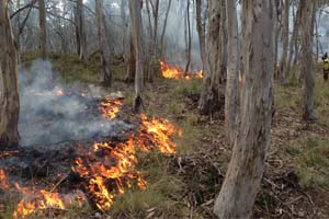 Prescribed burn at Cooleman Ridge looms