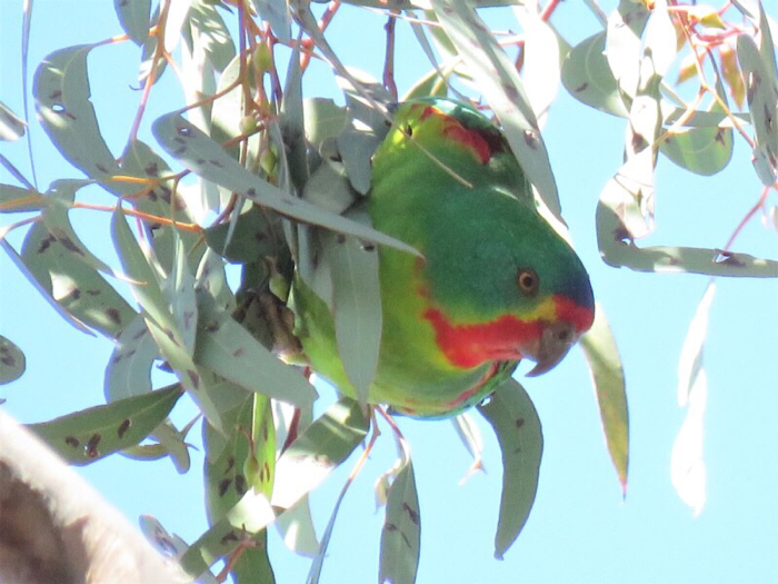 Parrots and frogs join ACT Threatened Species List | Canberra CityNews