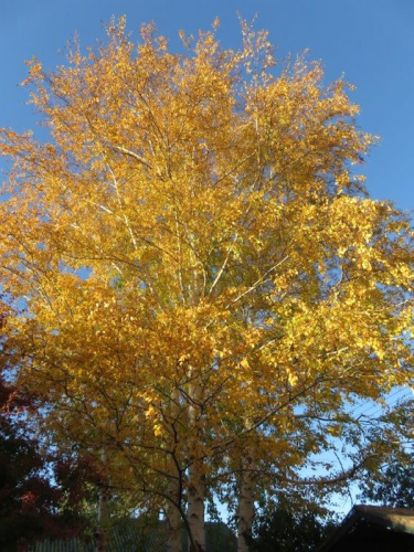 Joy of a silver birch against a blue sky