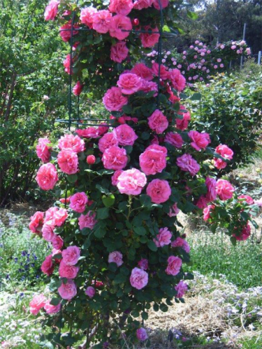 Avoid tears at rose-planting time