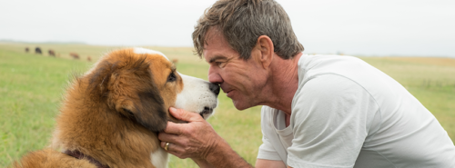 Movie review / ‘A Dog’s Journey’ (PG)