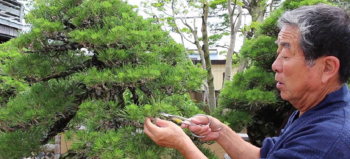 World Bonsai masters come to Canberra