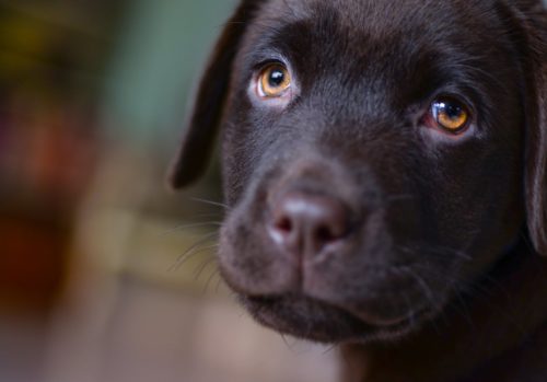 The wagging tail of two cities: Tuggeranong rules the kennels