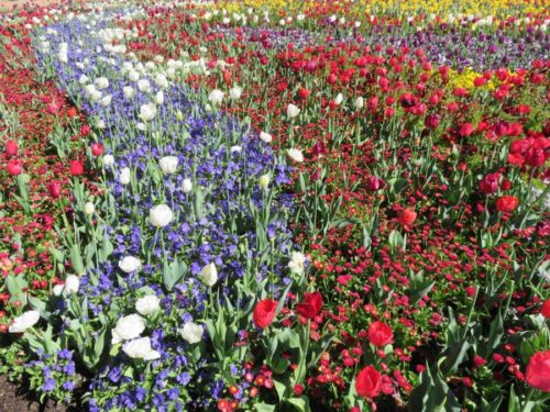 Floriade back at Commonwealth Park