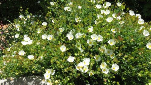 Drought-hardy cistus is a comforting sight