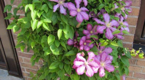 Climbing clematis thrives on neglect