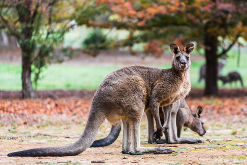 Kangaroos to get contraceptive injections