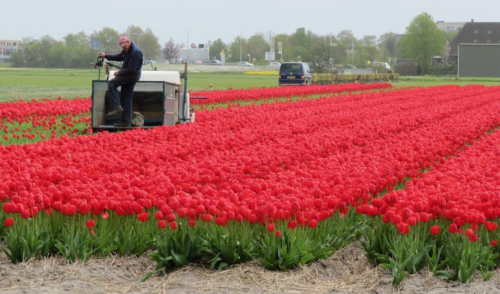 To be sure, pick your own bulbs