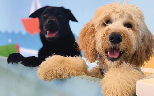 Here's the science to making a dog happy