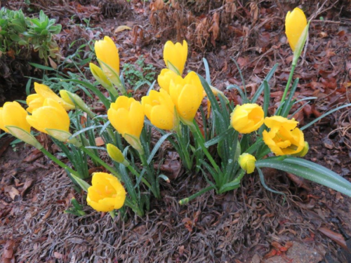 Spirit soars at the sight of crocus