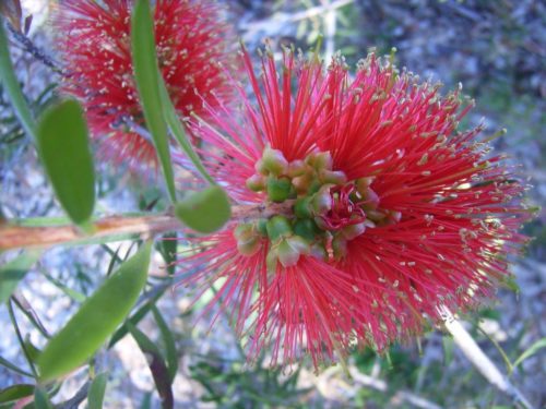 Here’s looking at you, callistemon