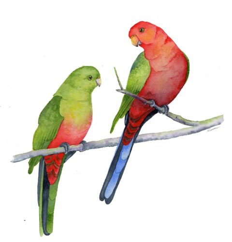 Curran’s king parrots win art prize