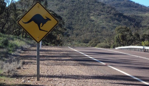NRMA: Canberra ‘notorious’ for animal collisions