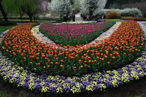 ‘Gut-wrenching’ news keeps tulip display from opening