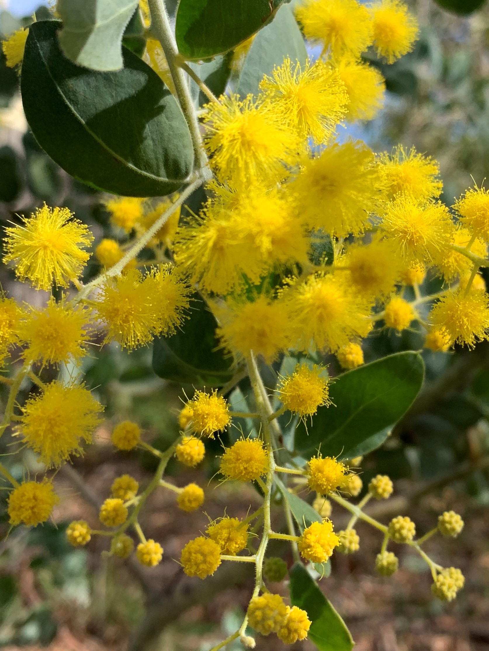 landmarks-to-light-up-the-night-in-gold-for-wattle-day-canberra-citynews