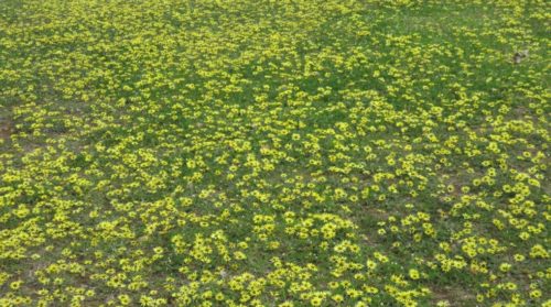 Gardening / Colourful masses of cape weed 