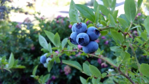 Give growing blueberries a go