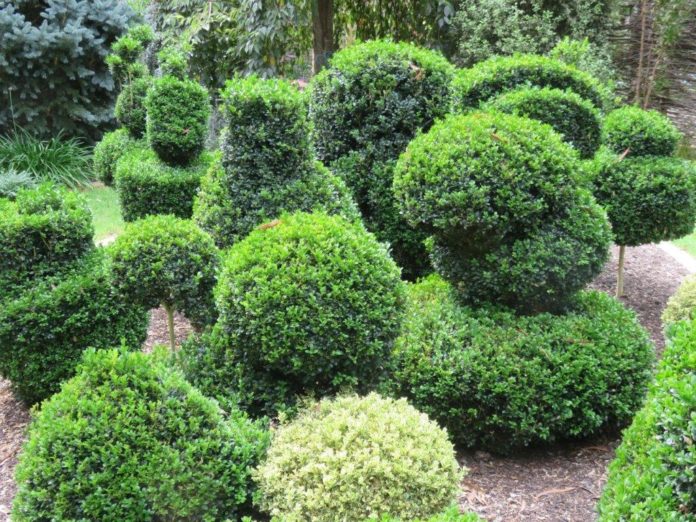 The heights of cloud pruning | Canberra CityNews